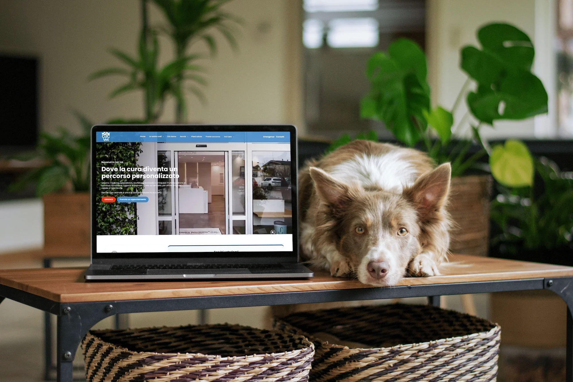 Segnaposto — homepage del sito di CDC Vet